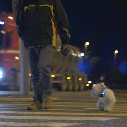 Collare con luce LED per cani - Safe Light, , large