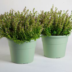 Vaso Per Fiori Hedera Ø 20 Cm, , large