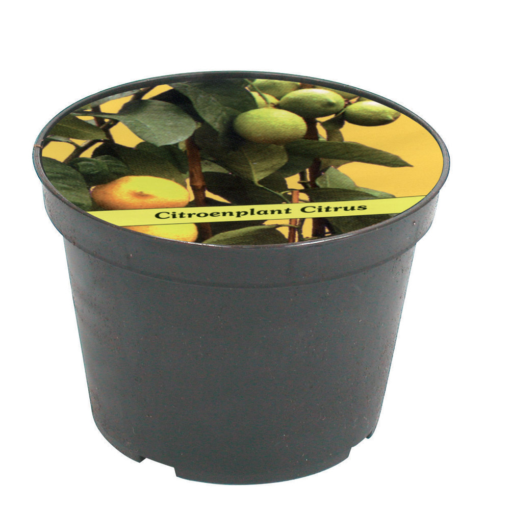 Vaso con seme di limone, , large