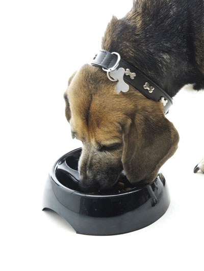 Ciotola per cani con separatori, , large