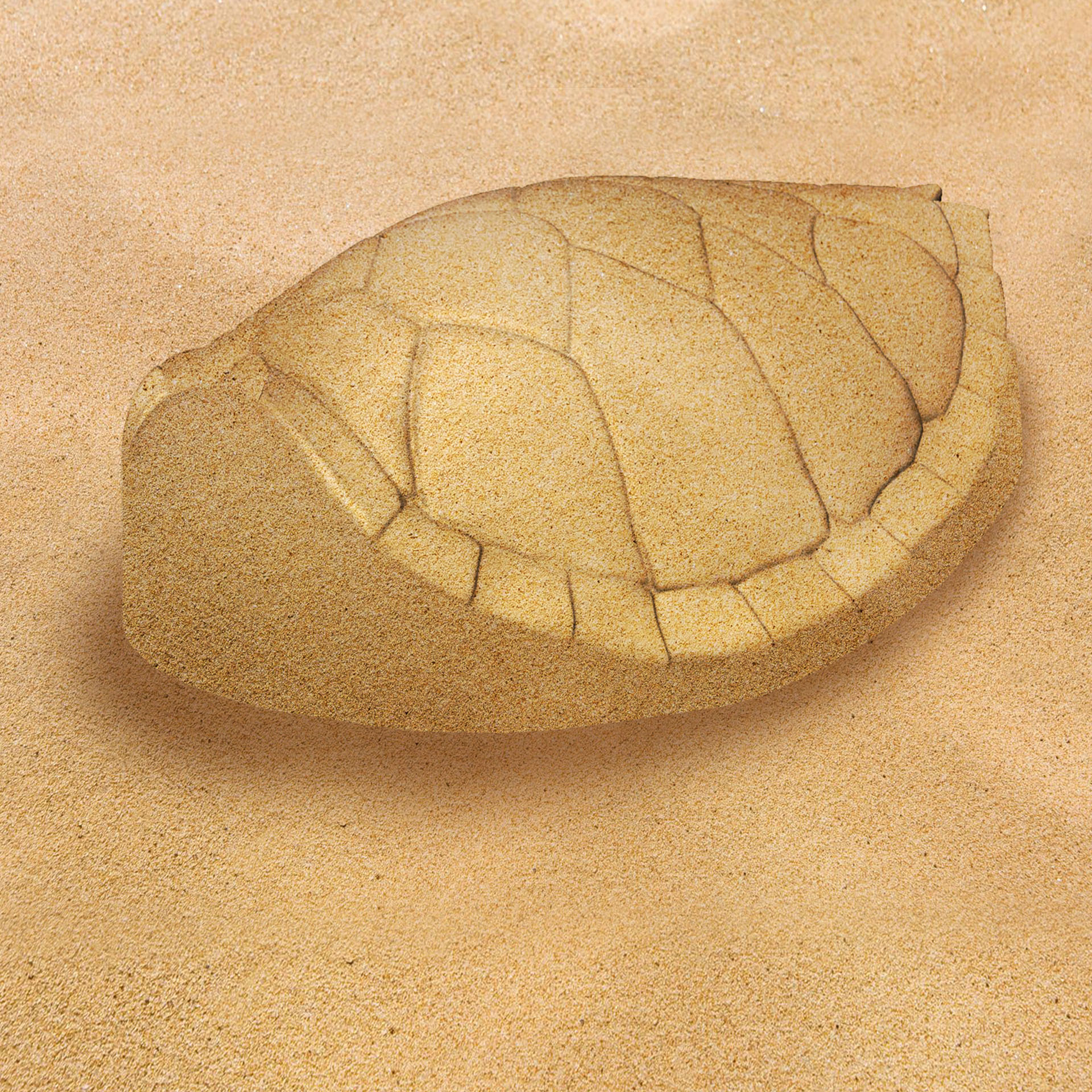 Formina Per Sabbia Animali Marini - Tartaruga, , large