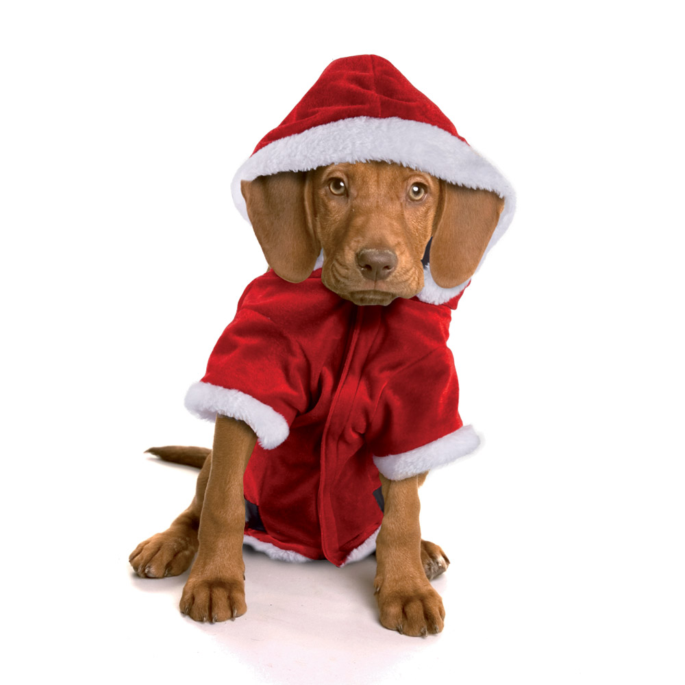 Costume Babbo Natale per cani, , large