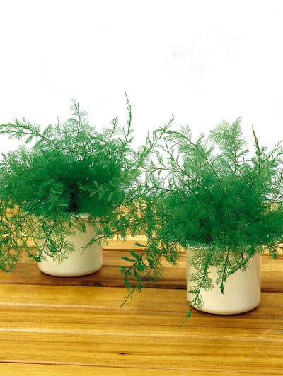Le piante di Nettuno: confezione 2 pezzi, , large