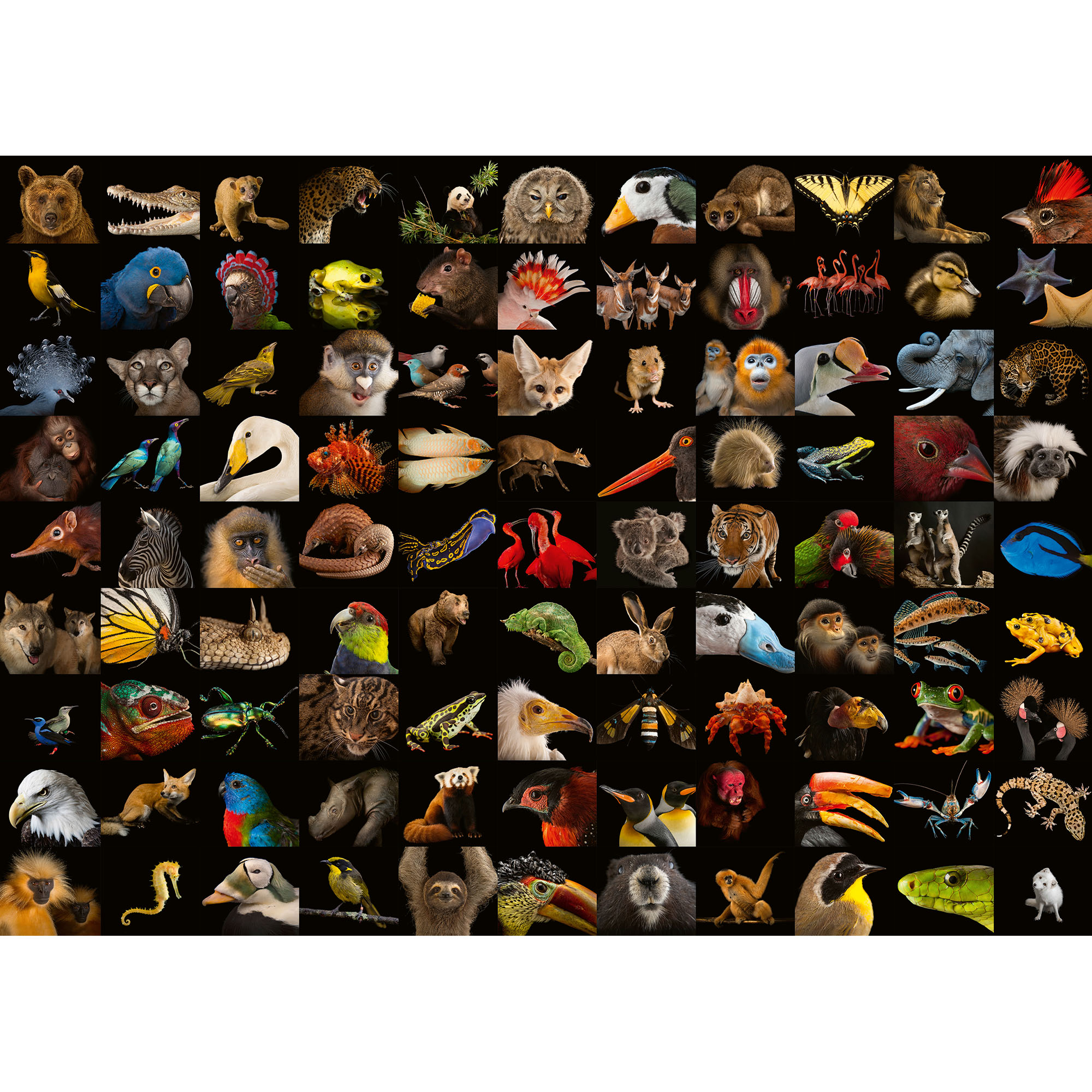 Ravensburger Puzzle 1000 pezzi 15983 - 99 Splendidi animali, , large