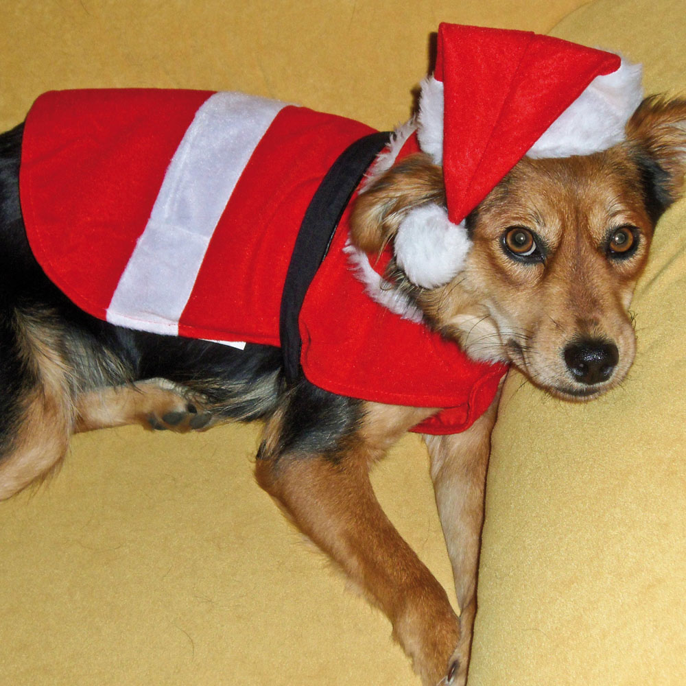 Costume di Babbo Natale per cani, , large