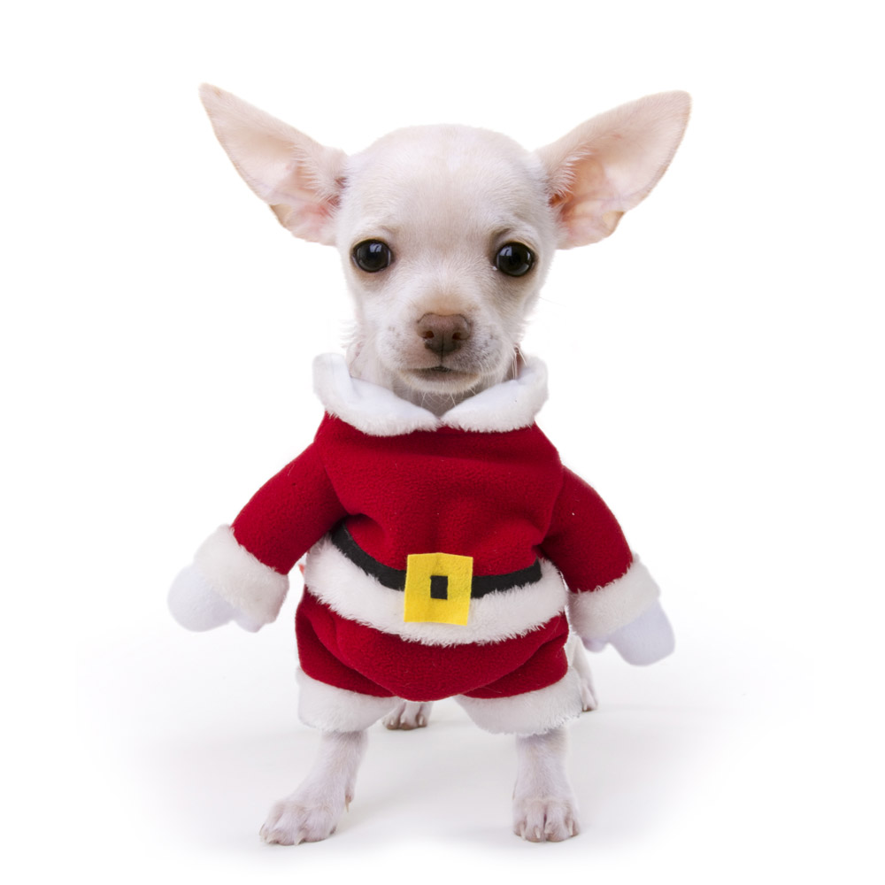 M Vestiti Natale Gatto Cane,Natale Animale Domestico Costume,Natale Cane Cosplay Babbo Natale Abbigliamento a Righe,Natale Cucciolo Kitty Vestiti da Festa Capodanno Dress Up Feste per Animali Abiti M Vestiti Natale Gatto Cane,Natale Animale Domestico Costume,Natale Cane Cosplay Babbo Natale Abbigliamento a Righe,Natale Cucciolo Kitty Vestiti da Festa Capodanno Dress Up Feste per Animali Abiti