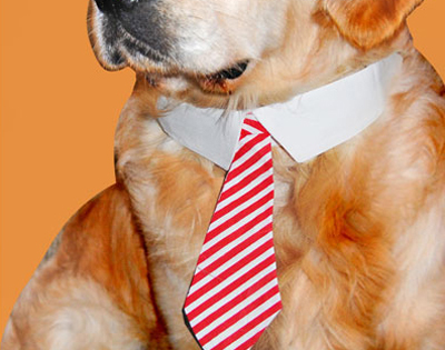 Cravatta per cani, , large