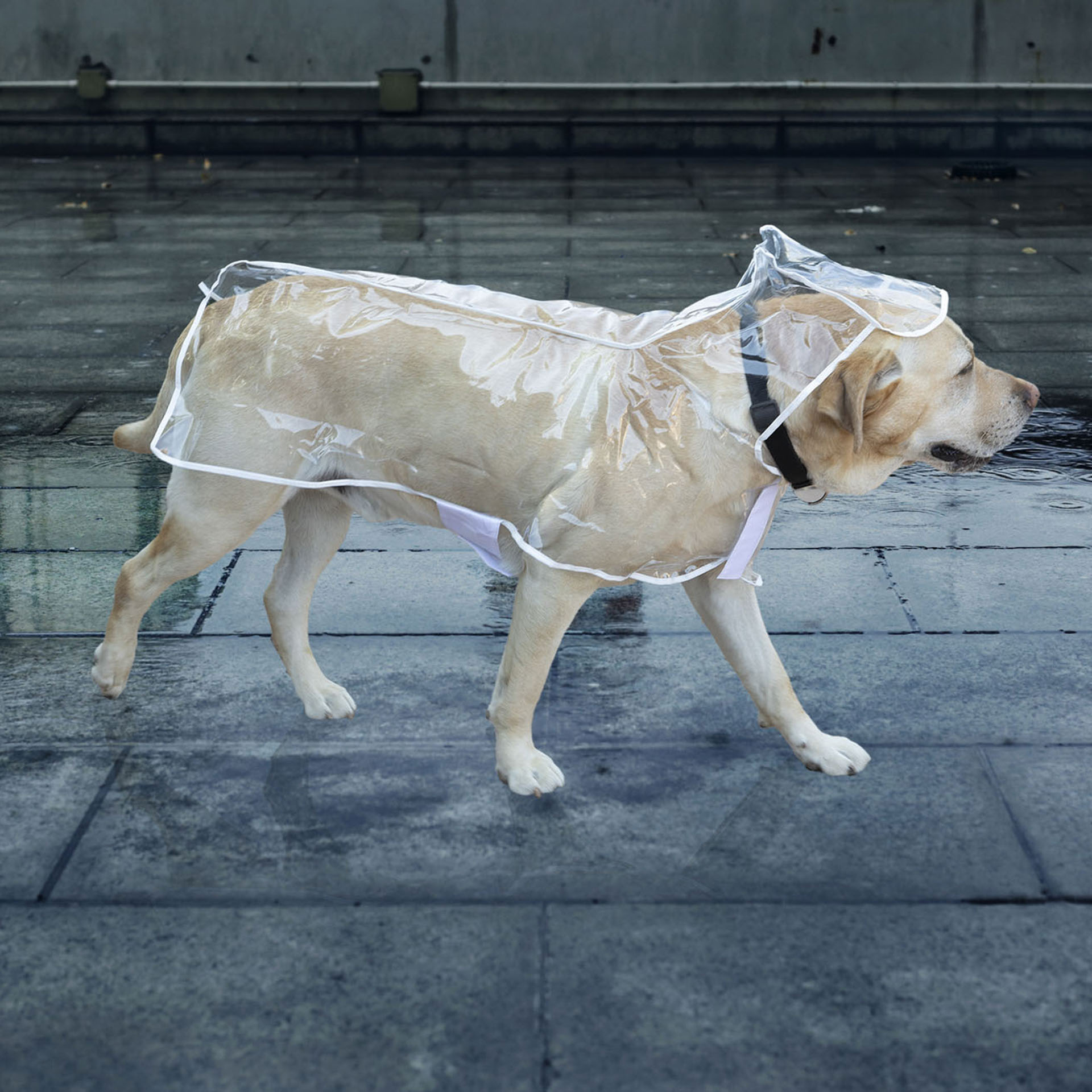 Impermeabile per cani, , large