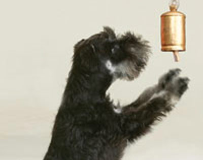 Campanello per cani, , large