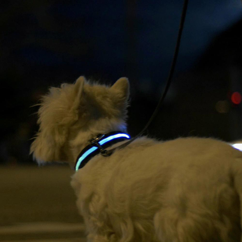 Collare Con Luce Led Per Cani, Taglia Xl - Safe Light, , large
