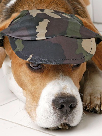 Cappellino per cane!, , large