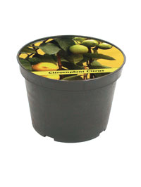 Vaso con seme di limone, , large