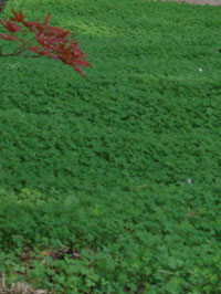 Semi di Mini Trifoglio per Prato, , large